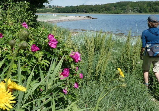 Dänemark Wandern im Mols Bjerge Nationalpark - von Aarhus nach Ebeltoft