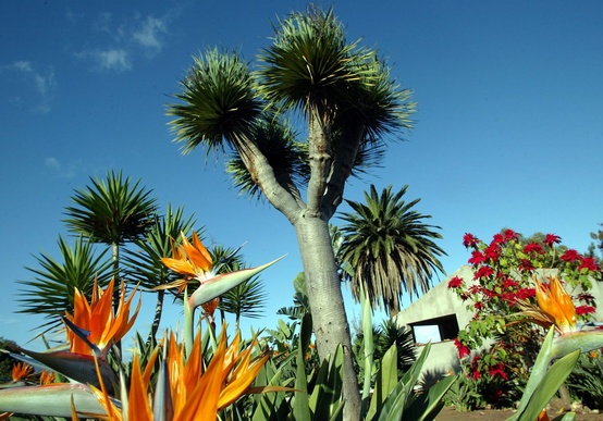 Wandern auf Teneriffa - ein Klassiker!