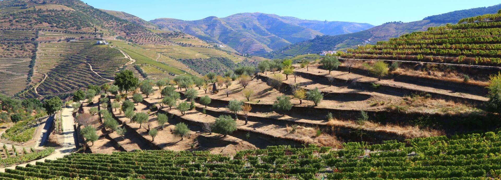 Portugal: Genusswandern durch die Douro Weinregion